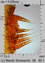 Dicranella heteromalla (widłoząbek włoskowy)