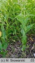 Epipactis helleborine (kruszczyk szerokolistny)