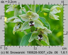 Epipactis helleborine s.str. (kruszczyk szerokolistny)