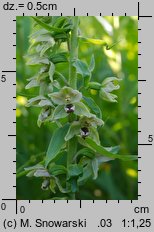 Epipactis helleborine (kruszczyk szerokolistny)