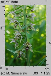 Epipactis helleborine (kruszczyk szerokolistny)