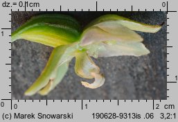 Epipactis helleborine (kruszczyk szerokolistny)