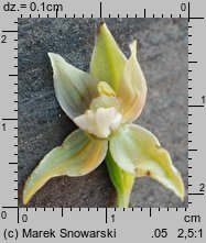 Epipactis helleborine (kruszczyk szerokolistny)