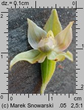 Epipactis helleborine (kruszczyk szerokolistny)