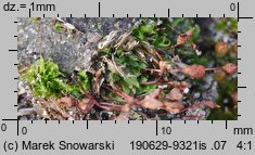 Physcomitrium pyriforme (czarecznik gruszkowaty)