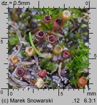 Physcomitrium pyriforme (czarecznik gruszkowaty)