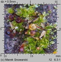 Physcomitrium pyriforme (czarecznik gruszkowaty)