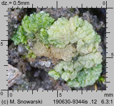 Riccia cavernosa (wgłębka jamkowata)