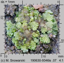 Riccia cavernosa (wgłębka jamkowata)