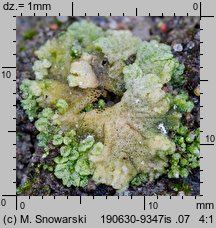 Riccia cavernosa (wgłębka jamkowata)