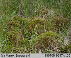 Polytrichum commune (płonnik pospolity)