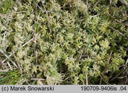 Sphagnum fallax (torfowiec kończysty)