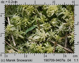 Sphagnum fallax (torfowiec kończysty)