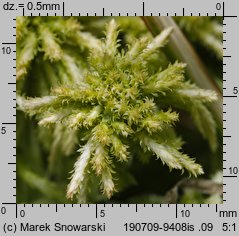 Sphagnum fallax (torfowiec kończysty)