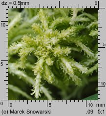 Sphagnum fallax (torfowiec kończysty)