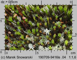 Polytrichum commune (płonnik pospolity)