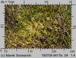 Sphagnum fallax (torfowiec kończysty)