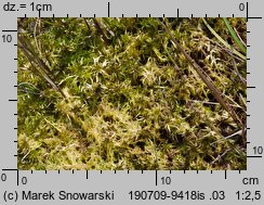 Sphagnum fallax (torfowiec kończysty)