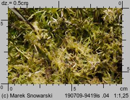 Sphagnum fallax (torfowiec kończysty)