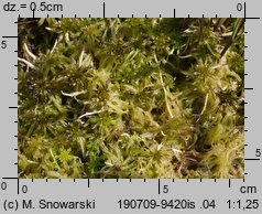 Sphagnum fallax (torfowiec kończysty)