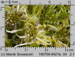 Sphagnum fallax (torfowiec kończysty)