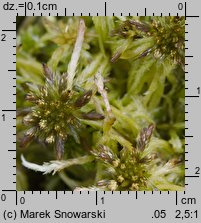 Sphagnum fallax (torfowiec kończysty)