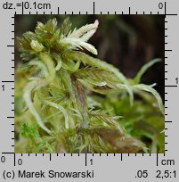 Sphagnum fallax (torfowiec kończysty)