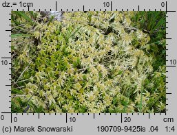 Sphagnum fallax (torfowiec kończysty)