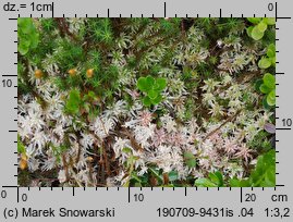 Sphagnum magellanicum (torfowiec magellański)