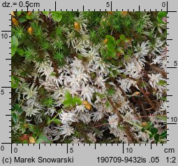 Sphagnum magellanicum (torfowiec magellański)