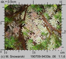 Sphagnum magellanicum (torfowiec magellański)