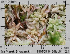 Sphagnum magellanicum (torfowiec magellański)