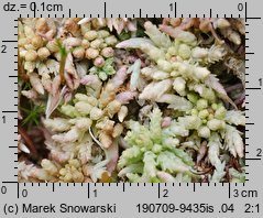 Sphagnum magellanicum (torfowiec magellański)