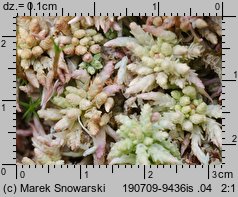 Sphagnum magellanicum (torfowiec magellański)