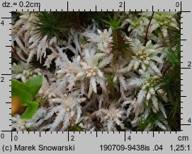 Sphagnum magellanicum (torfowiec magellański)