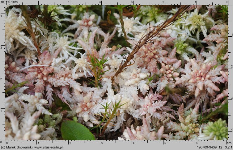 Sphagnum magellanicum (torfowiec magellański)