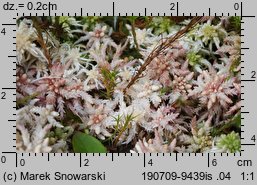 Sphagnum magellanicum (torfowiec magellański)