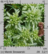 Sphagnum fallax (torfowiec kończysty)