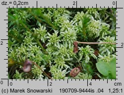 Sphagnum fallax (torfowiec kończysty)