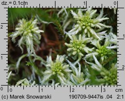 Sphagnum fallax (torfowiec kończysty)