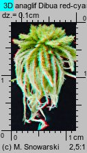 Sphagnum fallax (torfowiec kończysty)