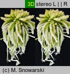 Sphagnum fallax (torfowiec kończysty)
