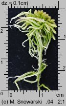 Sphagnum fallax (torfowiec kończysty)