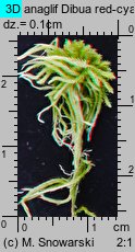 Sphagnum fallax (torfowiec kończysty)