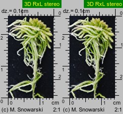 Sphagnum fallax (torfowiec kończysty)