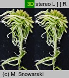 Sphagnum fallax (torfowiec kończysty)