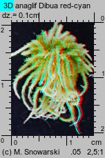 Sphagnum fallax (torfowiec kończysty)