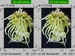 Sphagnum fallax (torfowiec kończysty)