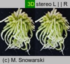 Sphagnum fallax (torfowiec kończysty)