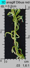 Sphagnum fallax (torfowiec kończysty)